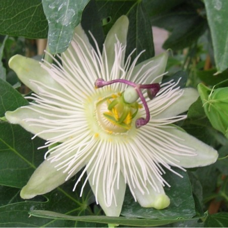 Passiflora riverside snow queen