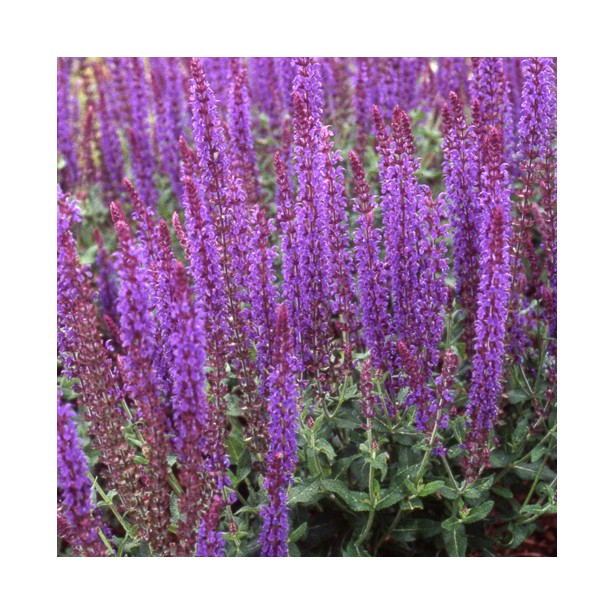 Salvia nemorosa blaukonigin