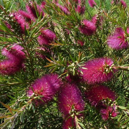 Callistemon viridiflorus violaceus