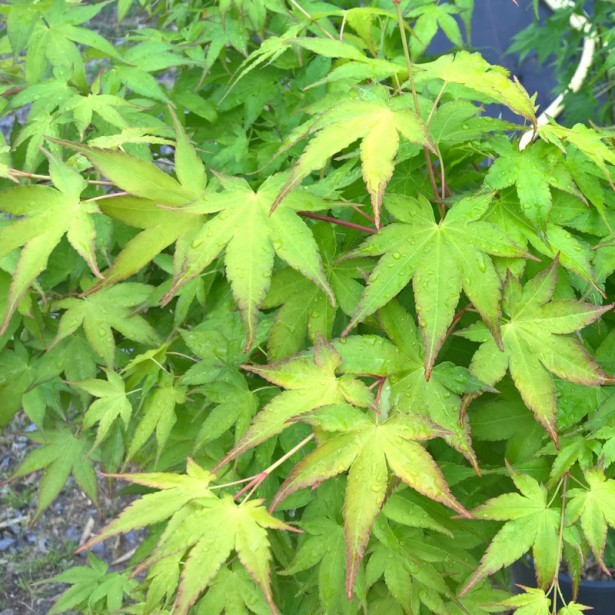 Acer palmatum aureum