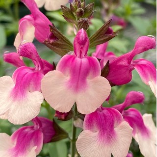 Salvia mirage rose bicolor