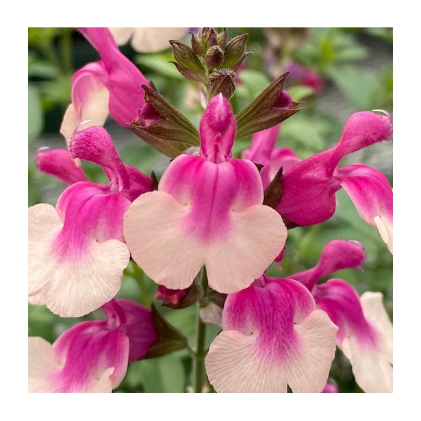 Salvia mirage rose bicolor