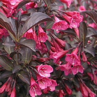 Weigelia Alexandra