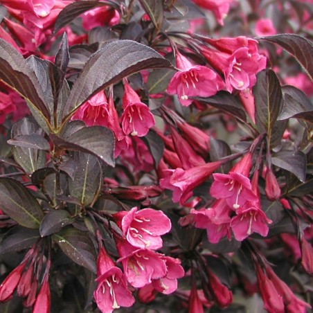 Weigelia Alexandra