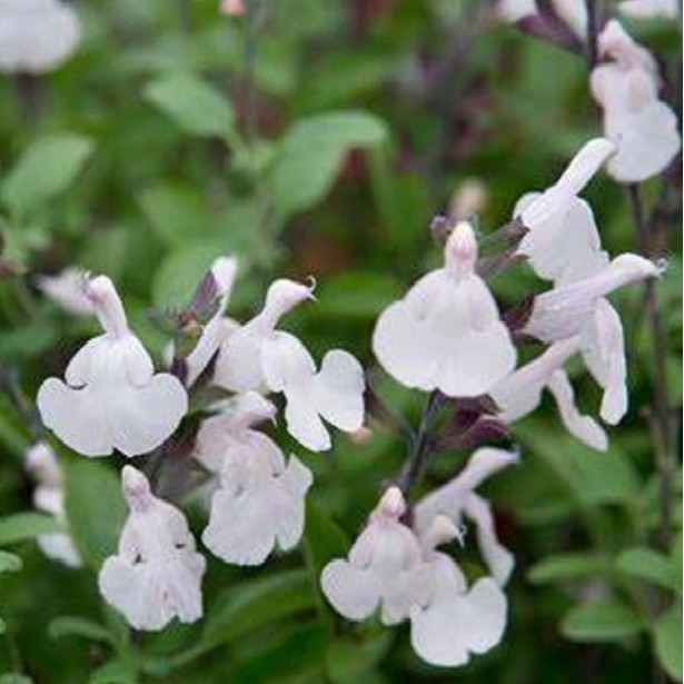 Salvia mirage white