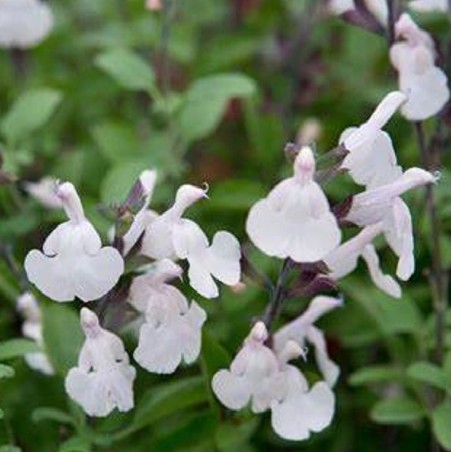Salvia mirage white