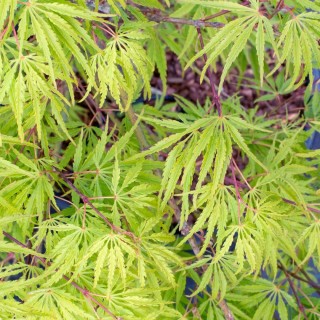 Acer palmatum dissectum