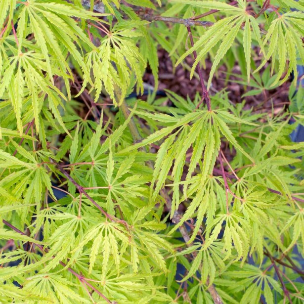 Acer palmatum dissectum