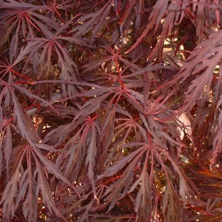 Acer palmatum dissectum Garnet