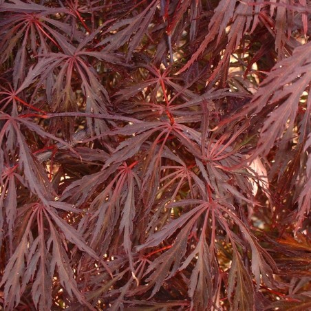 Acer palmatum dissectum Garnet