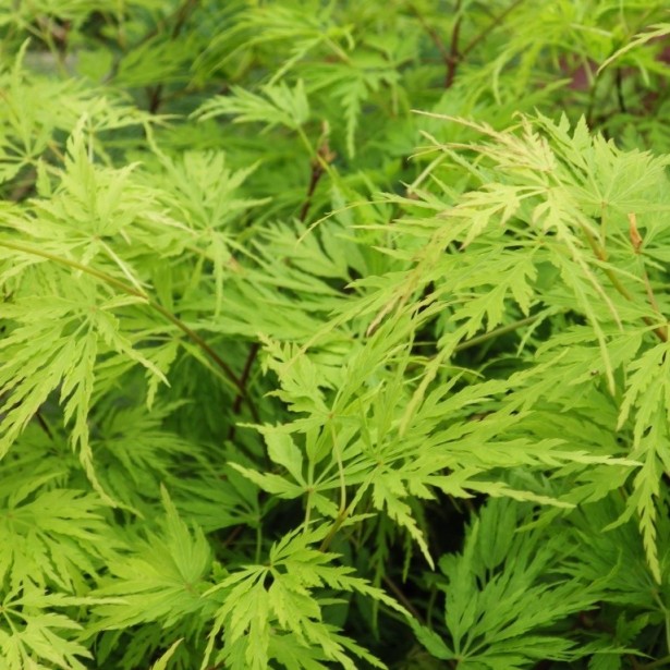 Acer palmatum seiryu