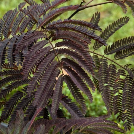 Albizia summer chocolate