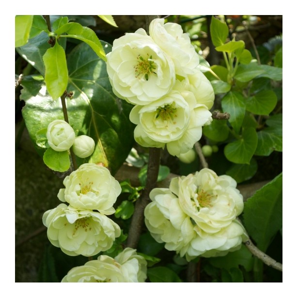 Chaenomeles speciosa yukigoten