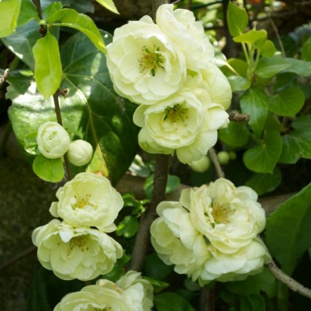 Chaenomeles speciosa yukigoten