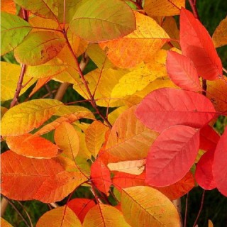 Cotinus Dummeri flame