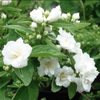 Philadelphus persicaria bouquet blanc