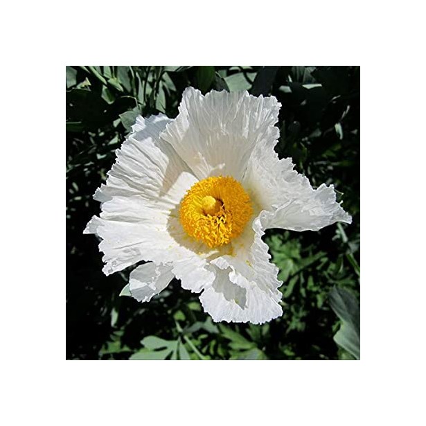Romneya coulteri