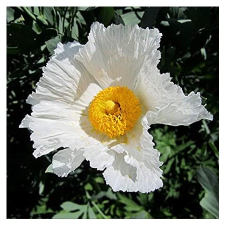 Romneya coulteri