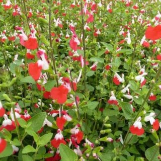 Salvia microphylla hot lips