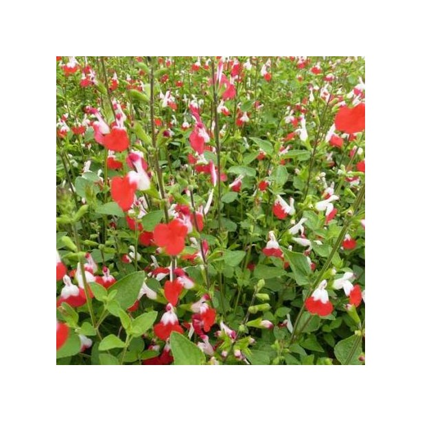 Salvia microphylla hot lips