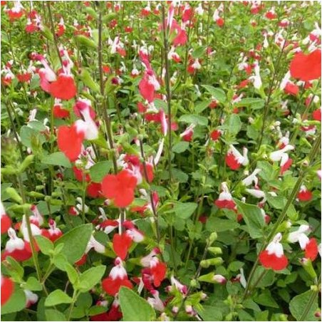 Salvia microphylla hot lips