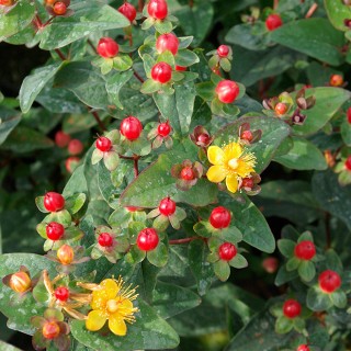 Hypericum magical red fame