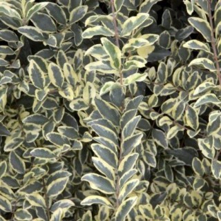 Ligustrum ibota muesli