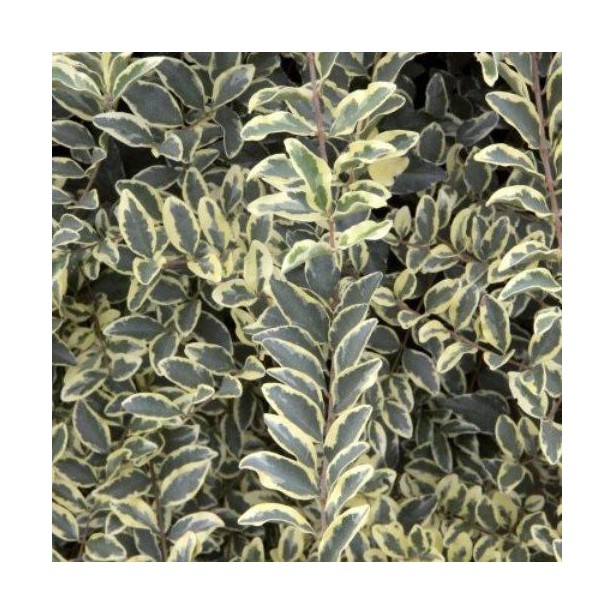 Ligustrum ibota muesli