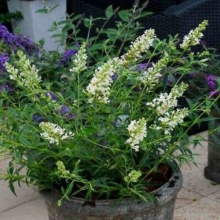 Buddleia snow white