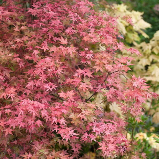 Acer palmatum beni maiko