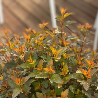 Physocarpus opulifolius sweet cherry tea