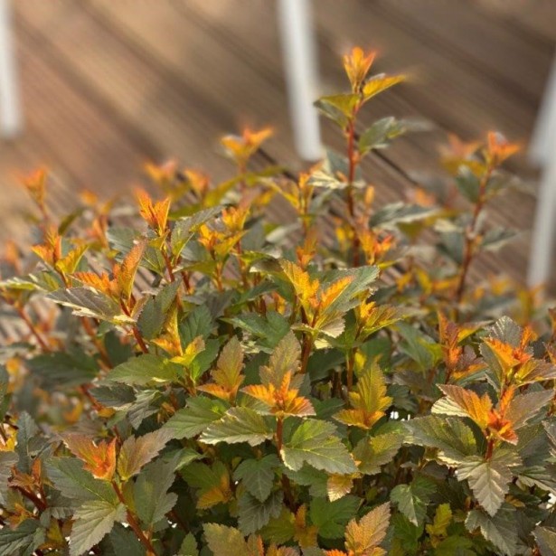 Physocarpus opulifolius sweet cherry tea