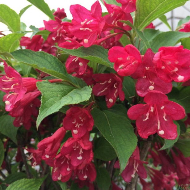 Weigelia florida red prince