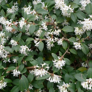 Osmanthus x burkwoodii
