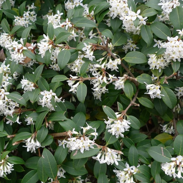 Osmanthus x burkwoodii