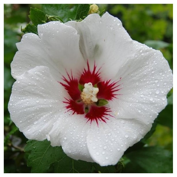 Hibiscus syriacus red heart