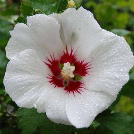 Hibiscus syriacus red heart