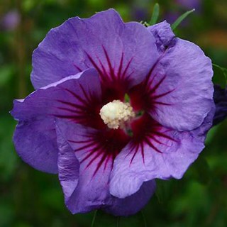Hibiscus syriacus ultramarine