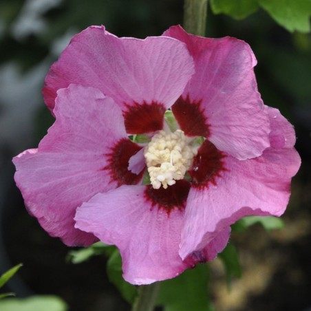 Hibiscus syriacus pink giant