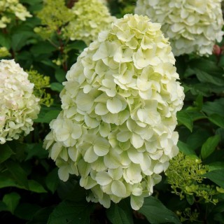 Hydrangea paniculata Hercules