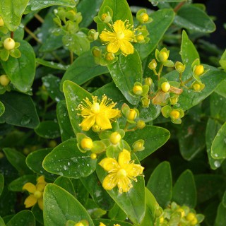 Hypericum magical sunshine
