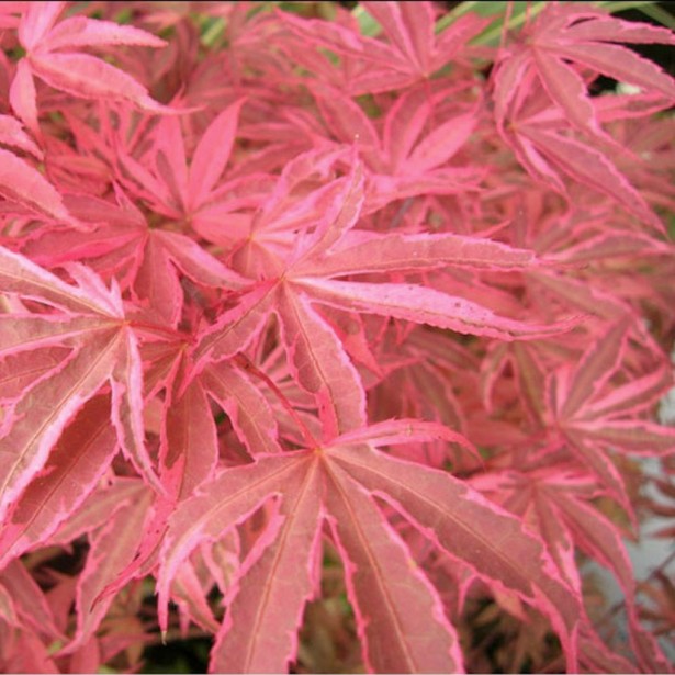 Acer palmatum shirazz