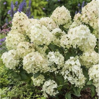 Hydrangea paniculata petite star
