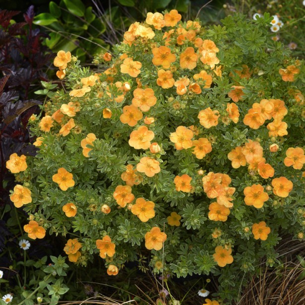 Potentilla double punch tango