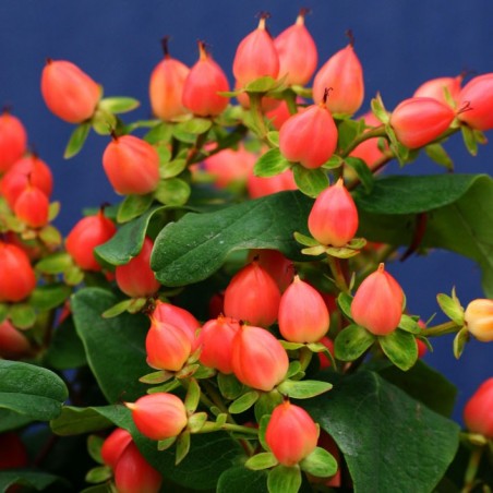 Hypericum magical pumpkin