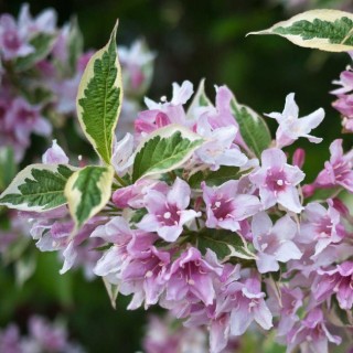 Weigelia florida variegata