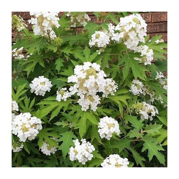 Hydrangea quercifolia ice crystal