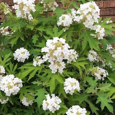Hydrangea quercifolia ice crystal