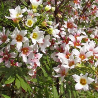 Xanthoceras sorbifolium