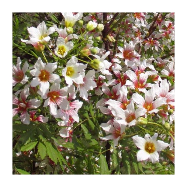 Xanthoceras sorbifolium